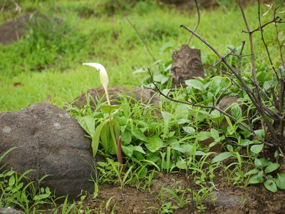 Arisaema murrayi, photographed by Dinesh Valke