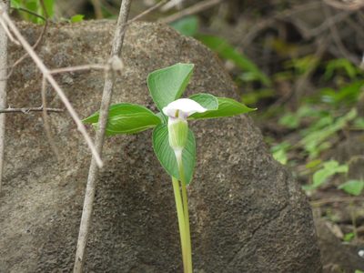 Arisaema murrayi, photographed by Dinesh Valke
