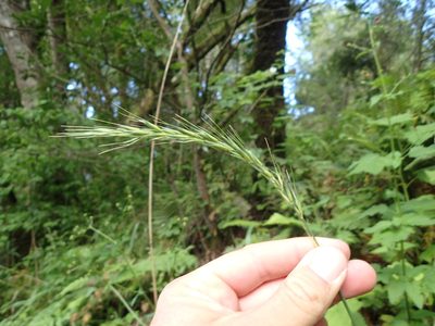 Elymus californicus, photographed by Scott Yarger