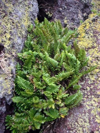 Hymenasplenium trapeziforme, photographed by Peter de Lange