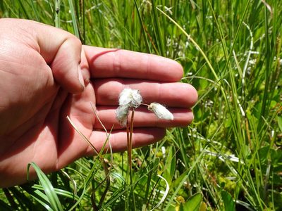 Eriophorum gracile, photographed by Scott Yarger