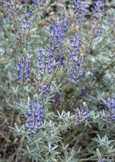 Lupinus meionanthus, photographed by Tim Messick