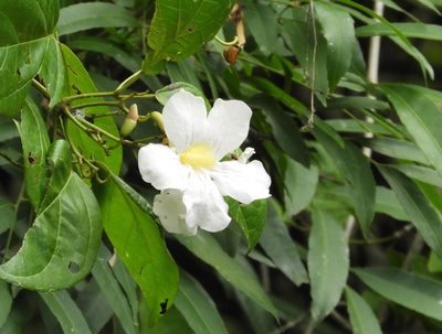 Bignonia aequinoctialis, photographed by Francisco Farriols Sarabia