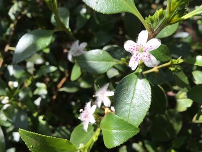 Myoporum petiolatum, photographed by gorcc_enviroed