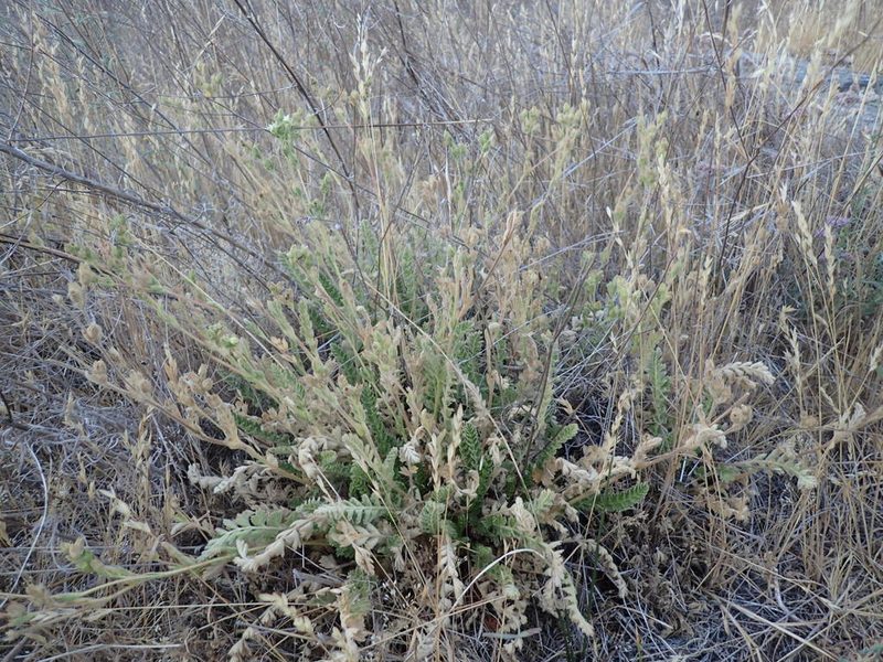 Potentilla yadonii, photographed by Scott Yarger