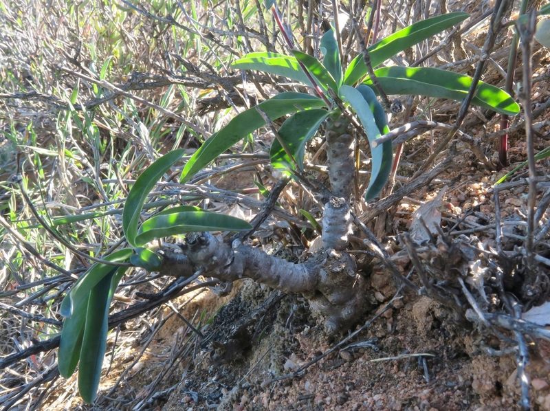 Euphorbia oxystegia, photographed by Kevin Murray