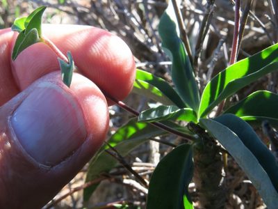 Euphorbia oxystegia, photographed by Kevin Murray