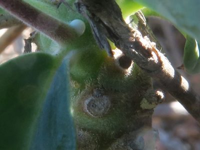 Euphorbia oxystegia, photographed by Kevin Murray