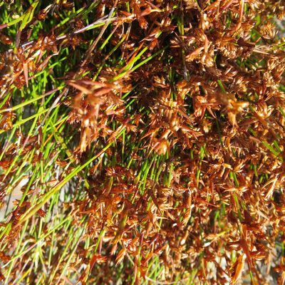 Mastersiella purpurea, photographed by Di Turner