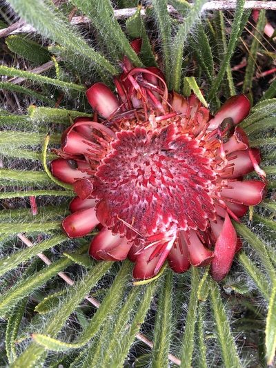 Protea denticulata, photographed by Dave U