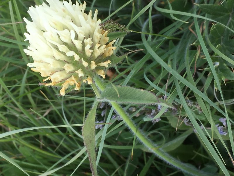 Trifolium trichocephalum, photographed by Andre Hosper