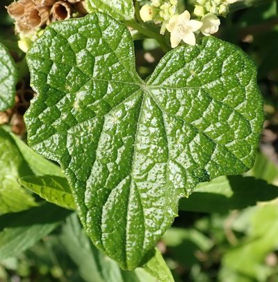 Zehneria scabra, photographed by Nicola van Berkel