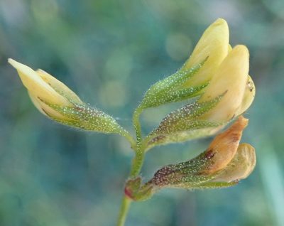 Rhynchosia leucoscias, photographed by Nicola van Berkel