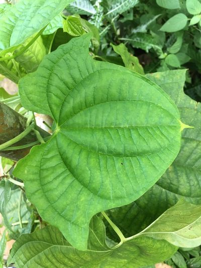 Dioscorea sansibarensis, photographed by Al Kordesch