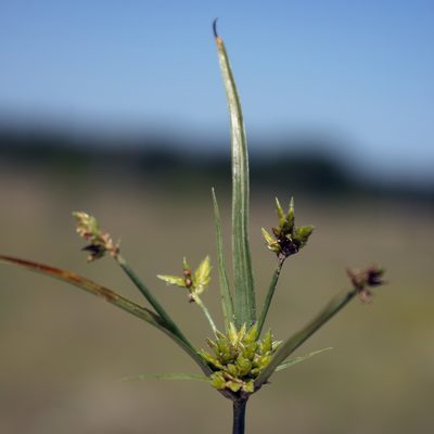 Cyperus schweinitzii, photographed by aarongunnar