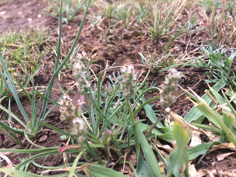 Plantago nivea, photographed by Carlos Martorell