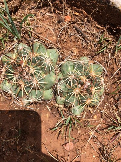 Coryphantha ottonis, photographed by Carlos Martorell