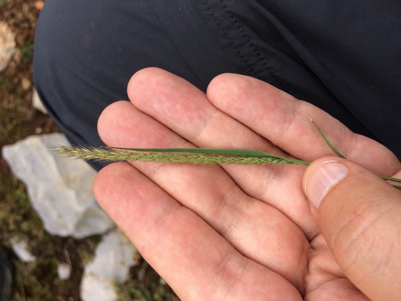 Muhlenbergia phalaroides, photographed by Carlos Martorell