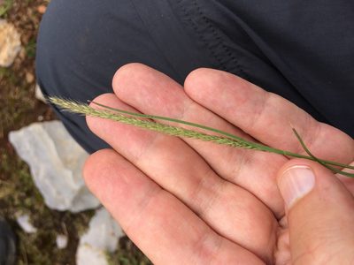Muhlenbergia phalaroides, photographed by Carlos Martorell