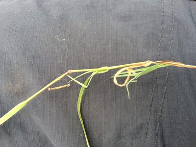 Muhlenbergia phalaroides, photographed by Carlos Martorell