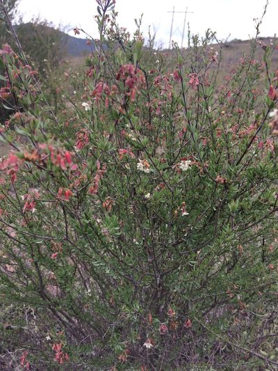 Machaonia coulteri, photographed by Carlos Martorell