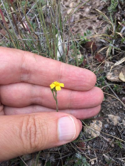 Linum scabrellum, photographed by Carlos Martorell