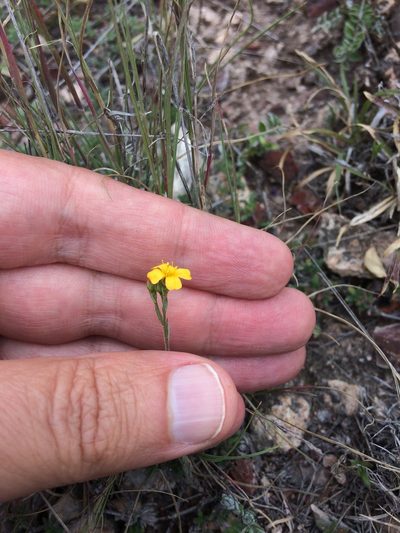 Linum scabrellum, photographed by Carlos Martorell