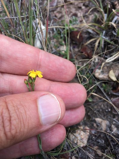 Linum scabrellum, photographed by Carlos Martorell