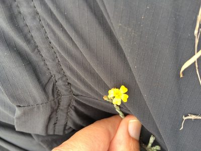 Linum scabrellum, photographed by Carlos Martorell