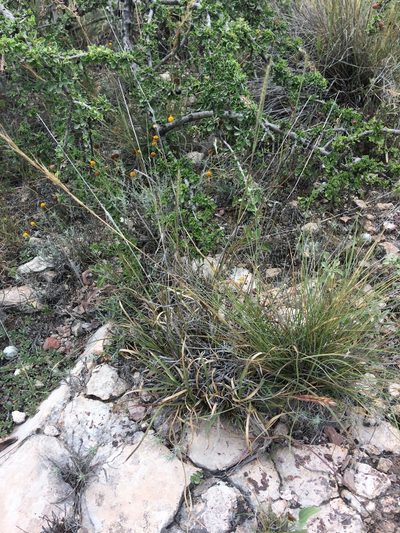 Aristida pansa, photographed by Carlos Martorell