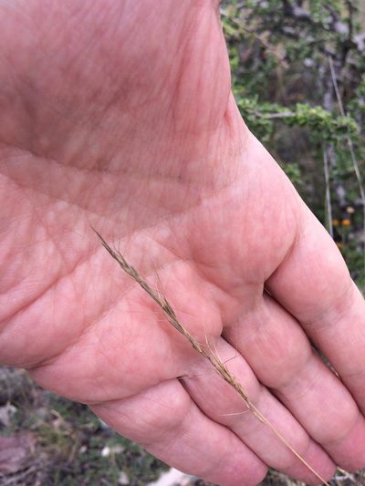 Aristida pansa, photographed by Carlos Martorell