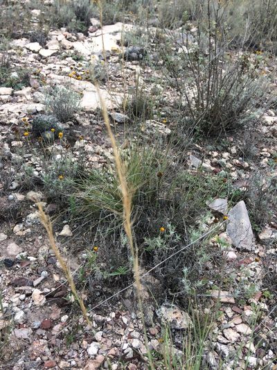 Aristida pansa, photographed by Carlos Martorell