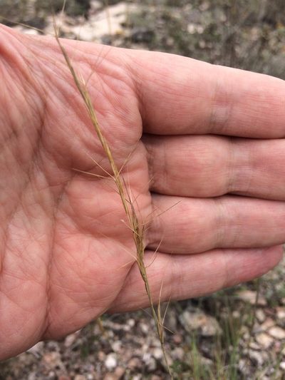 Aristida pansa, photographed by Carlos Martorell