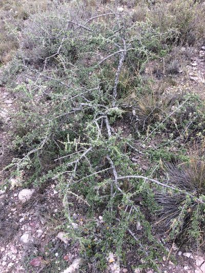 Condalia mexicana, photographed by Carlos Martorell
