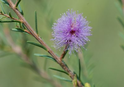 Melaleuca decussata, photographed by Rolf Lawrenz