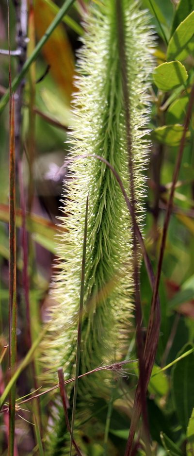 Lycopodiella prostrata, photographed by Lauren McLaurin
