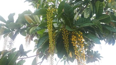 Spachea lactescens, photographed by Ong Jyh Seng