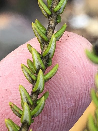 Phylica floribunda, photographed by Dave U