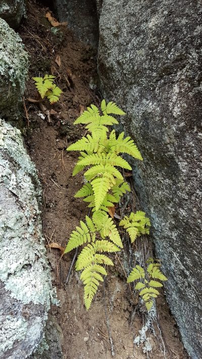 Gymnocarpium continentale, photographed by Norma Malinowski