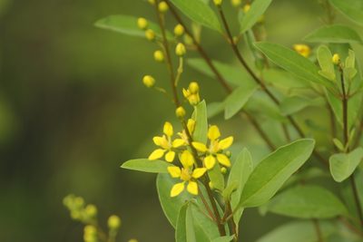 Galphimia glauca, photographed by Juan Cruzado Cortés