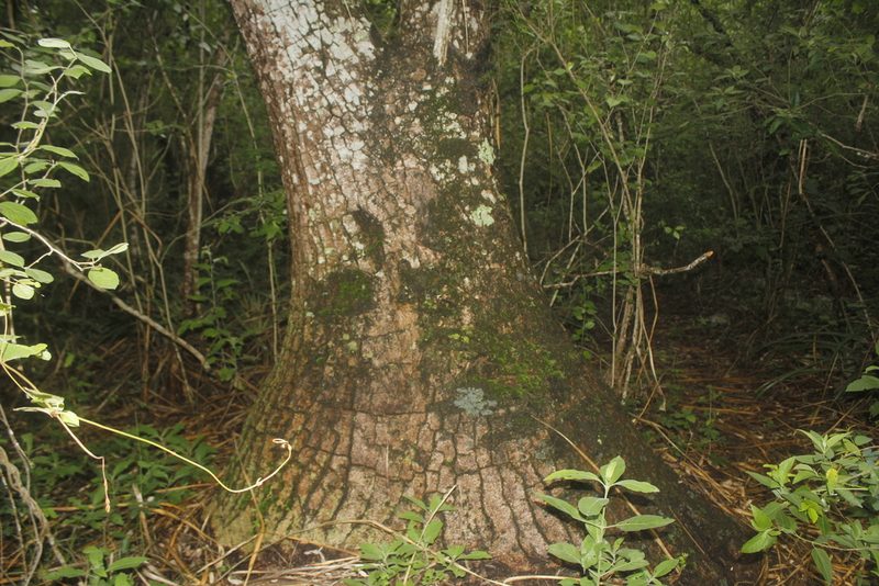 Beaucarnea recurvata, photographed by Juan Cruzado Cortés