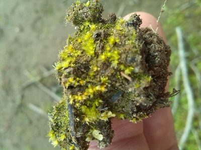 Physcomitrium patens, photographed by Andre Hosper