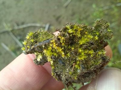 Physcomitrium patens, photographed by Andre Hosper
