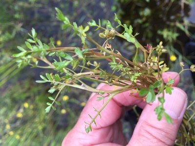 Helosciadium inundatum, photographed by Andre Hosper