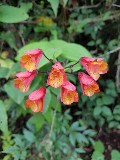 Bomarea acutifolia, photographed by Martín Sánchez Vilchis