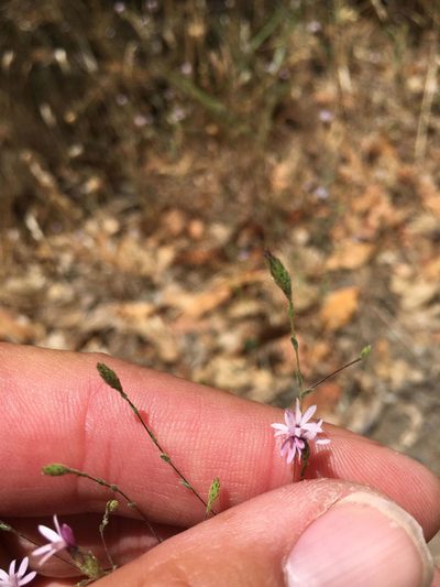 Lessingia micradenia, photographed by Scott Yarger