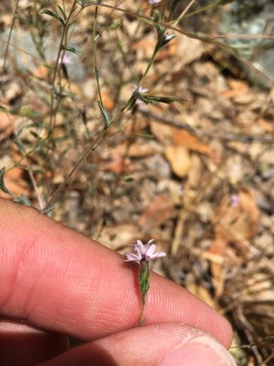 Lessingia micradenia, photographed by Scott Yarger