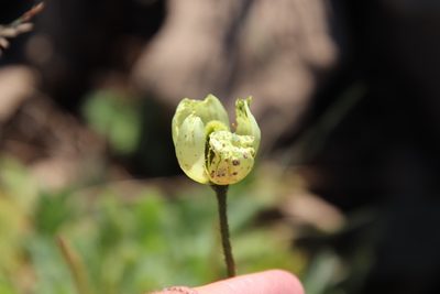 Oreomecon radicata, photographed by Millie Basden
