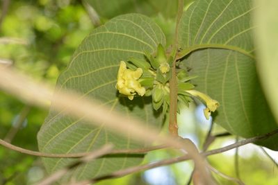 Prestonia mexicana, photographed by Neptalí Ramírez Marcial