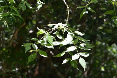 Aralia humilis, photographed by Neptalí Ramírez Marcial